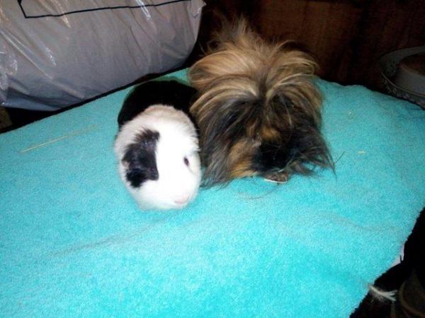 Image 2 of One long haired and one smooth coat guinea pigs