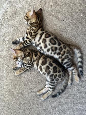 Image 28 of TICA registered bengal kittens for sale!??