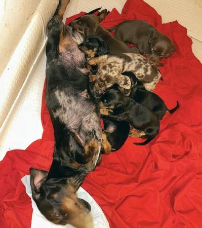 Image 2 of Standard Dachshund puppies