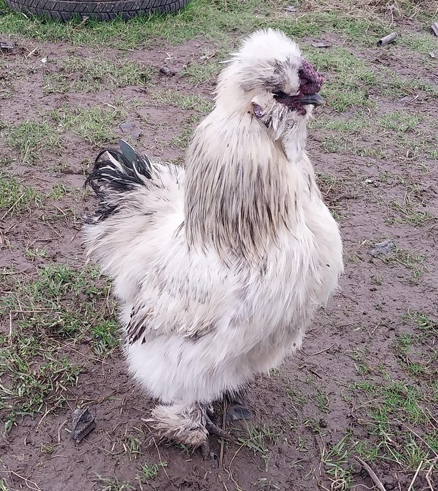 Preview of the first image of Excellent Quality, Gorgeous Silkie Cockerels..