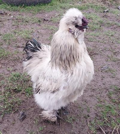 Image 1 of Excellent Quality, Gorgeous Silkie Cockerels.