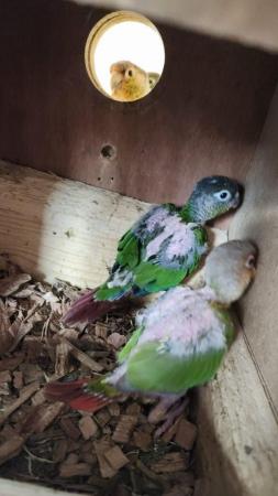 Image 5 of Baby Pineapple Green Cheek ConureREADY TO LEAVE