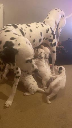 Image 5 of Dalmatian puppies ready to leave next week