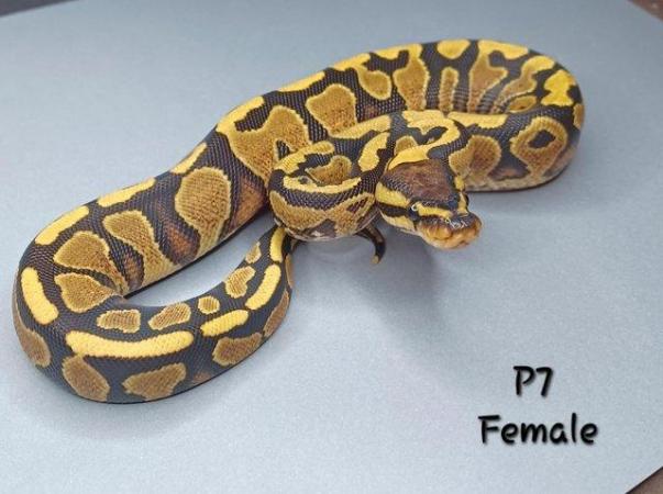 Image 29 of Various Hatchling Ball Python's CB23 - Availability List