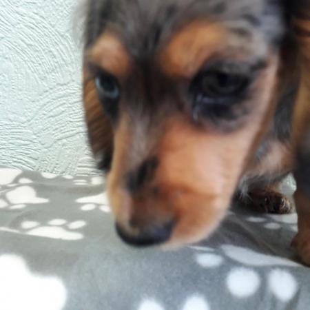 Image 5 of Long haired miniture dachshund pups.