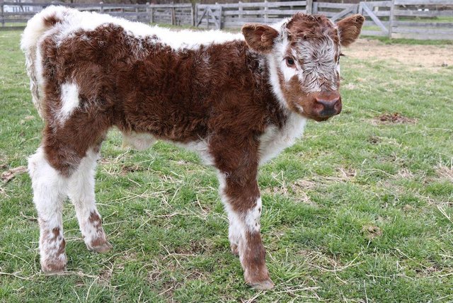 Preview of the first image of English longhorn organic bull calf entire wanted.