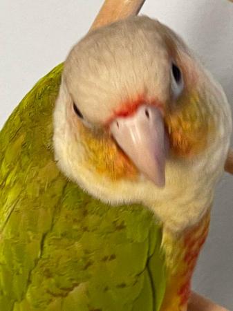 Image 4 of Conure parrot pineapple parakeet bird for sale ready now