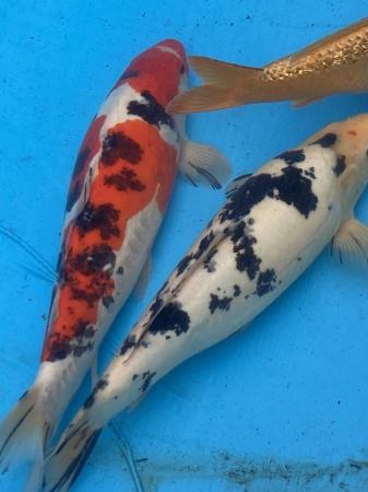 Image 2 of Japanese Koi carp for sale 22 inch