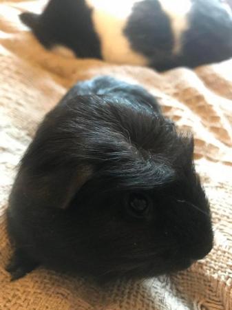 Image 6 of Baby male guinea pigs ready now