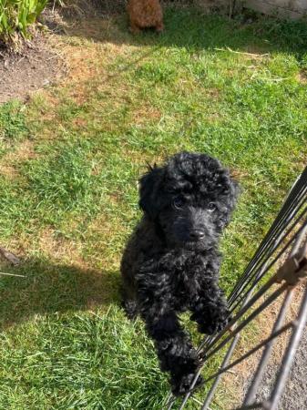 Image 10 of Gorgeous Toy Cavapoos - Ready Now!