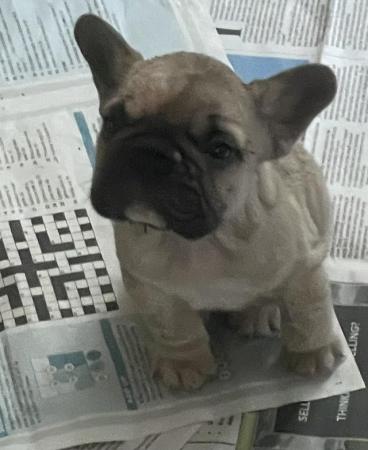 Image 10 of KC REGISTERED TRUE TO TYPE FRENCH BULLDOG PUPPY BOY