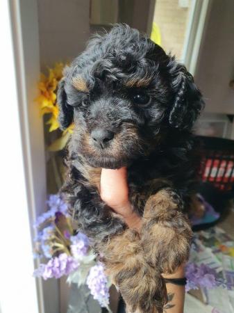 Image 12 of kc reg tiny chocolate toy poodle for stud only