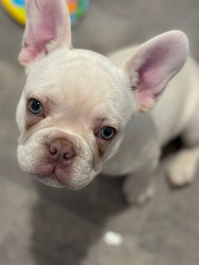 Preview of the first image of 12 Week old lilac cream French bulldog boy.