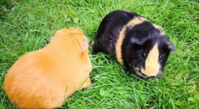 Image 5 of guinea pigs for sale ready now