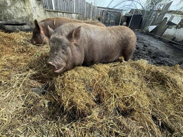 Image 3 of New home needed for two Kunekune x pot belly pigs