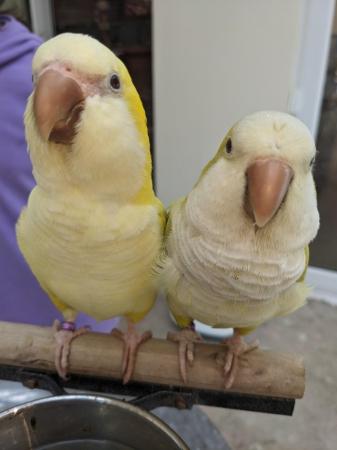 Image 7 of Talking Quaker parrots new nest soon