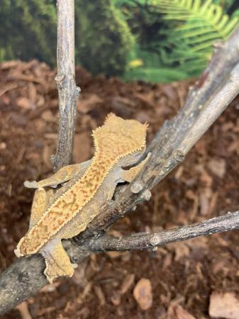 Image 2 of Unsexed juvenile full pin harlequin crested gecko