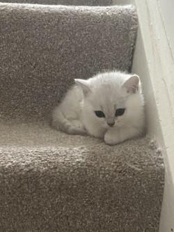 Image 2 of NOW RESERVED GCCF Reg British Shorthair