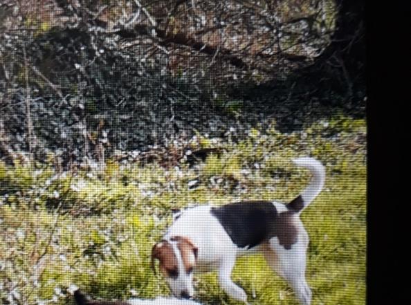 Image 1 of 3 year old micro chipped female beagle