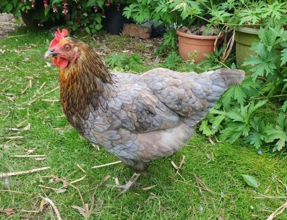 Image 3 of Chickens, Silkie Hens and Mixed Chicks for sale