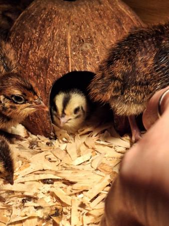 Image 3 of Beautiful coturnix quail chicks available