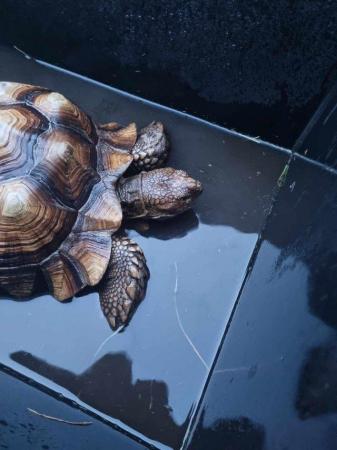 Image 4 of 9 year old friendly sulcata looking for home