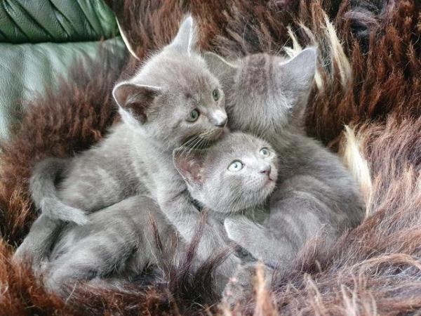 Image 1 of RUSSIAN BLUE KITTENS FOR SALE