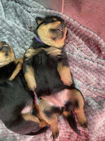 Image 14 of KC registered Rottweiler puppies ready to leave