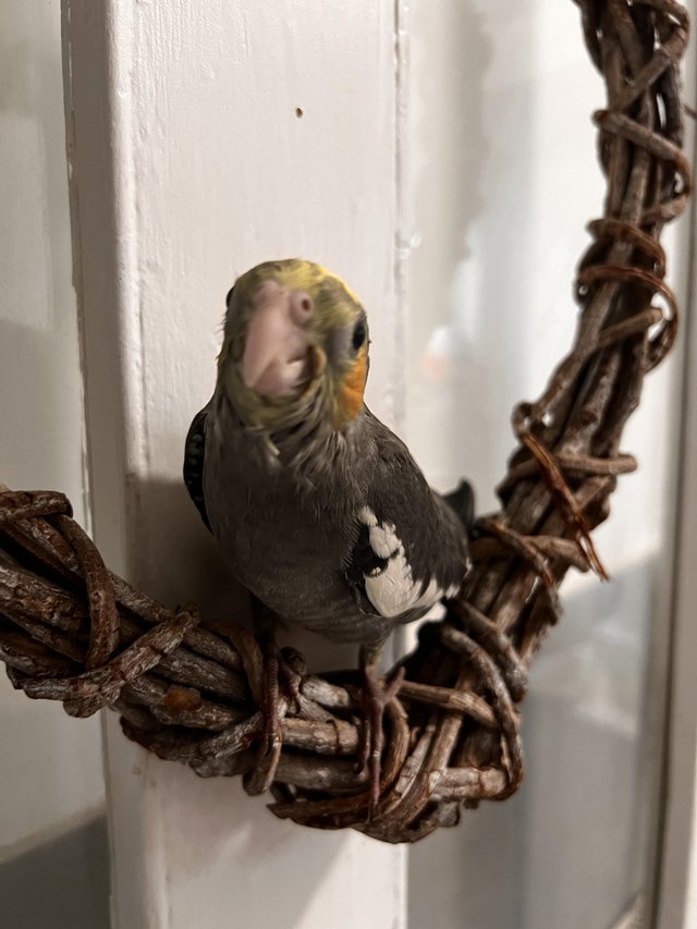 Preview of the first image of Female hand reared tame cockatiel.