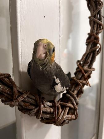 Image 1 of Female hand reared tame cockatiel