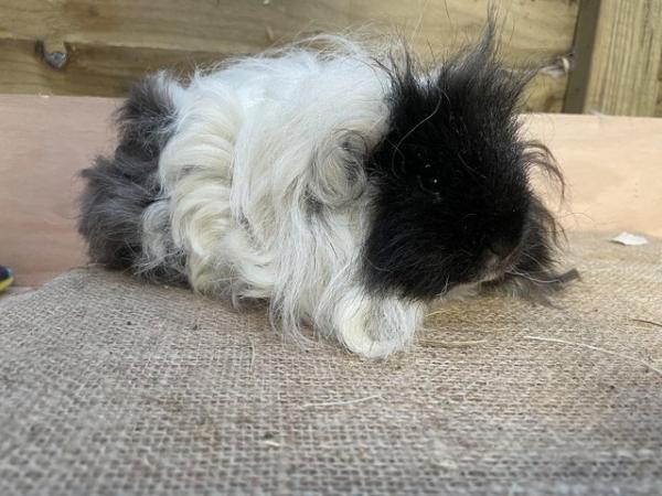 Image 8 of Long haired guinea pigs forsale