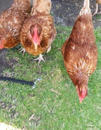 Image 1 of Point of lay Goldlines Hens