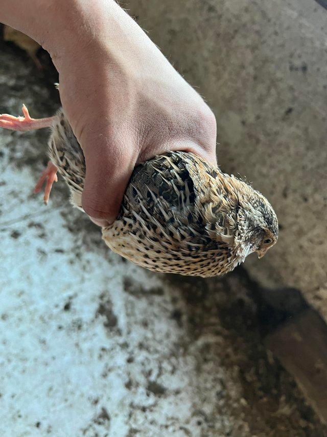 Preview of the first image of JAPANESE QUAILS now laying 8/9 week old.