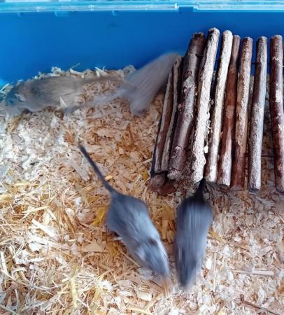 Image 4 of Gerbils for sale males and females