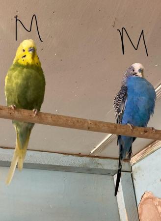 Image 6 of Budgies for sale, this years young