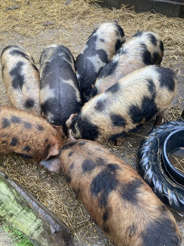 Preview of the first image of Kunekune pigs for sale, boars, sows, weaners and piglets.