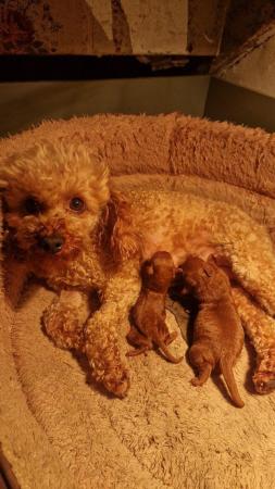 Image 8 of Super Tiny Pedigree Toy Poodles Puppies