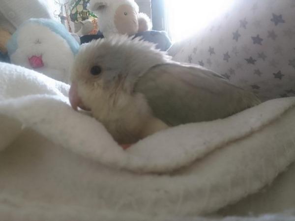 Image 21 of DNA tested baby Quaker parrots looking for loving homes
