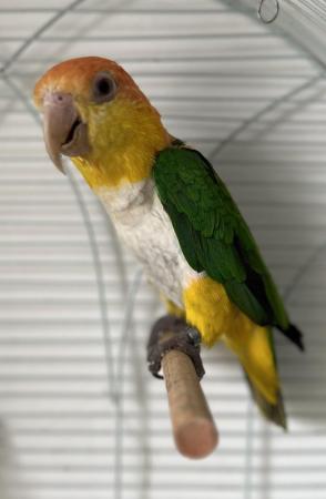 Image 7 of Semi Tame Yellow Tighed Caique Parrot and cage