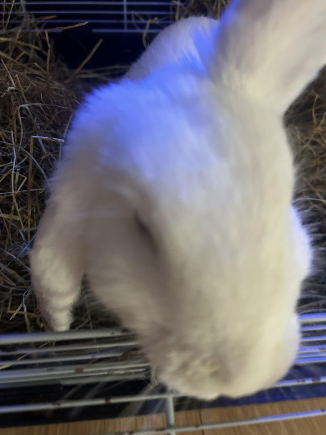 house rabbit price