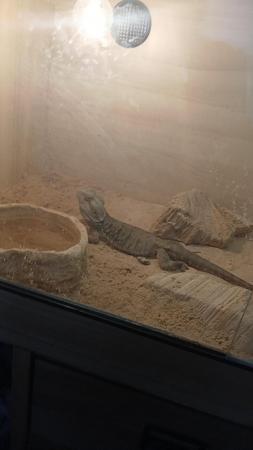 Image 5 of beardie about a year old