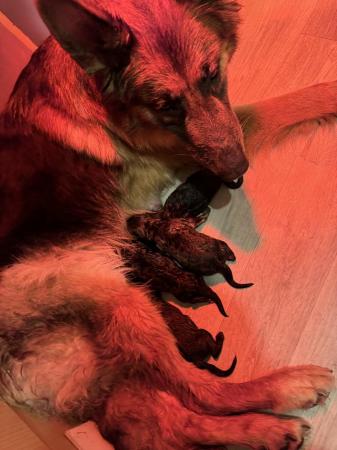 Image 3 of Sable KC registered German Shepherd puppies