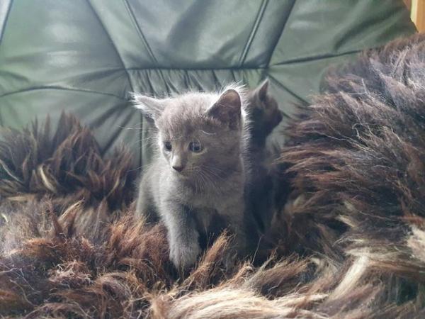Image 14 of RUSSIAN BLUE KITTENS FOR SALE ready to leave now
