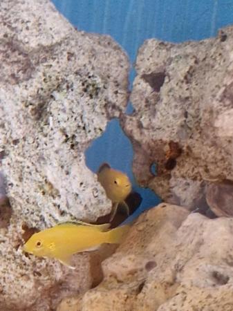 Image 6 of Breeding pair of Venustus Cichlids & 4 yellow labs