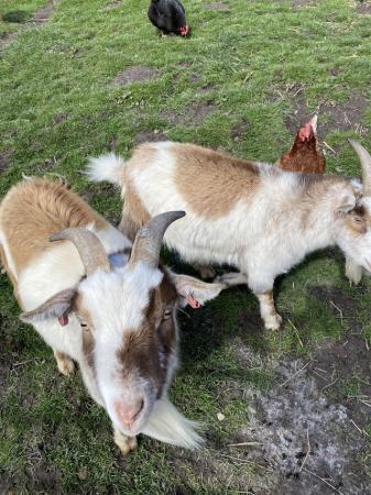 Image 3 of Twin wether Pygmy goats. Very friendly, 3 years old.