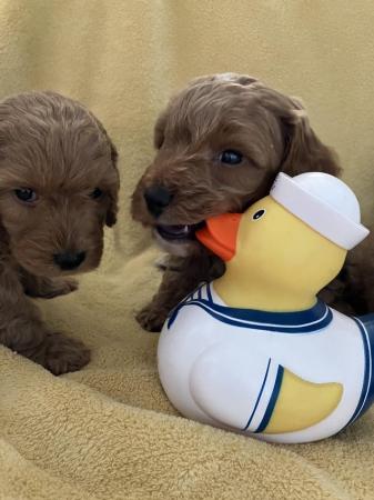 Image 9 of Cockapoo F1, puppies for sale, parents KC reg, Show/toy