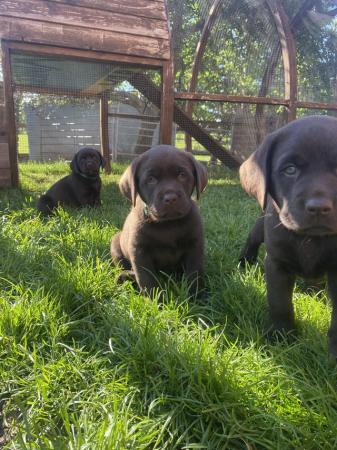 Image 1 of KC Chocolate Labrador puppies for sale Kennel Club Registere