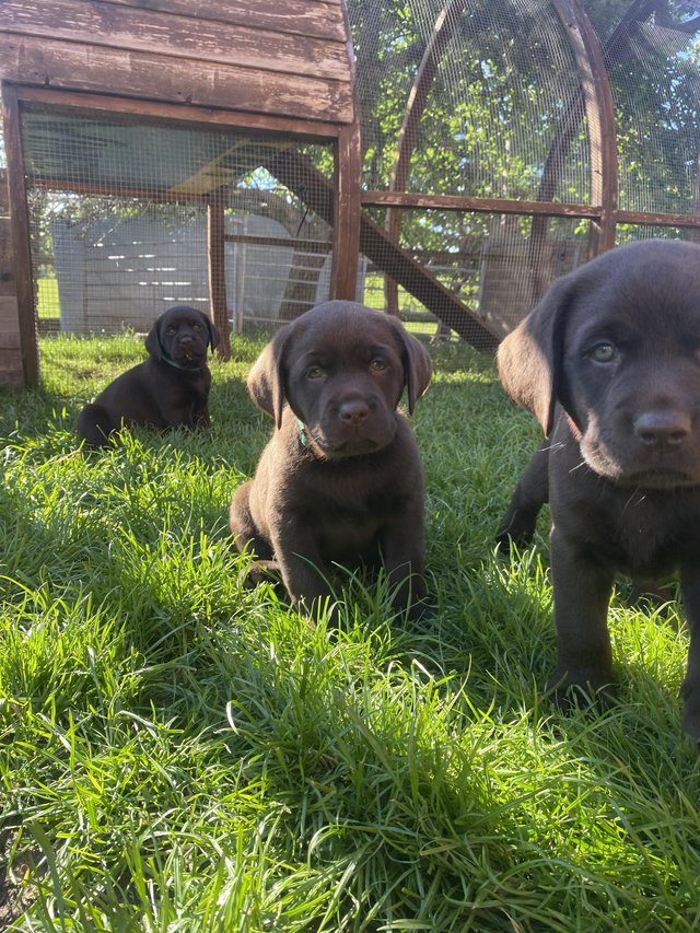 Preview of the first image of KC Chocolate Labrador puppies for sale Kennel Club Registere.