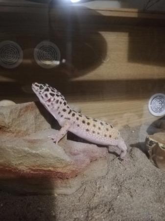 Image 5 of Leopard gecko Female 2 years old