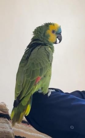Image 1 of Fully tame and very talkative Amazon parrot